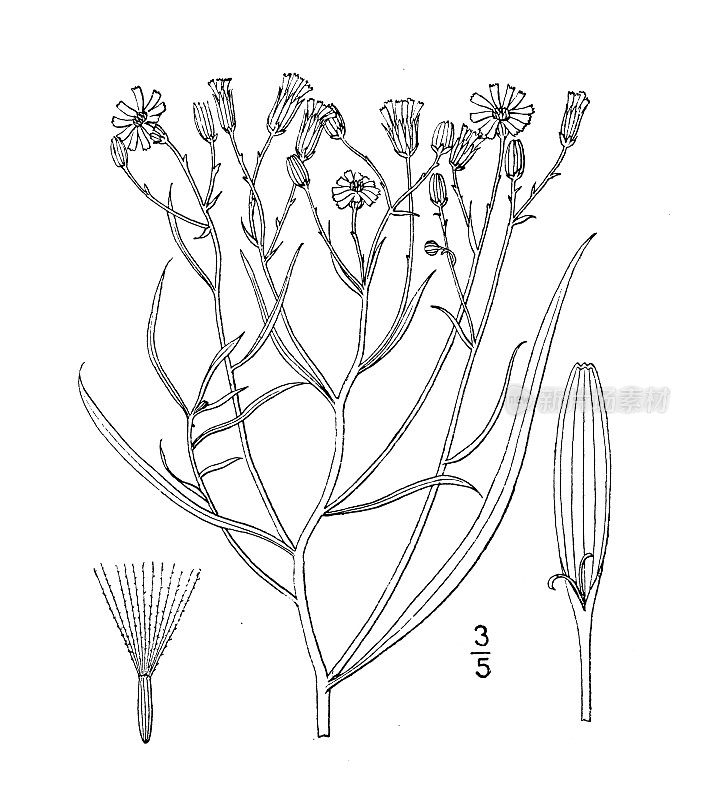 古董植物学植物插图:Senecio Douglasii, Douglas' Senecio